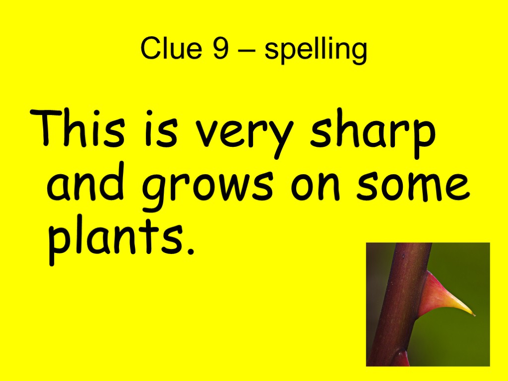 Clue 9 – spelling This is very sharp and grows on some plants.